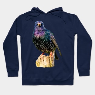 Starling Hoodie